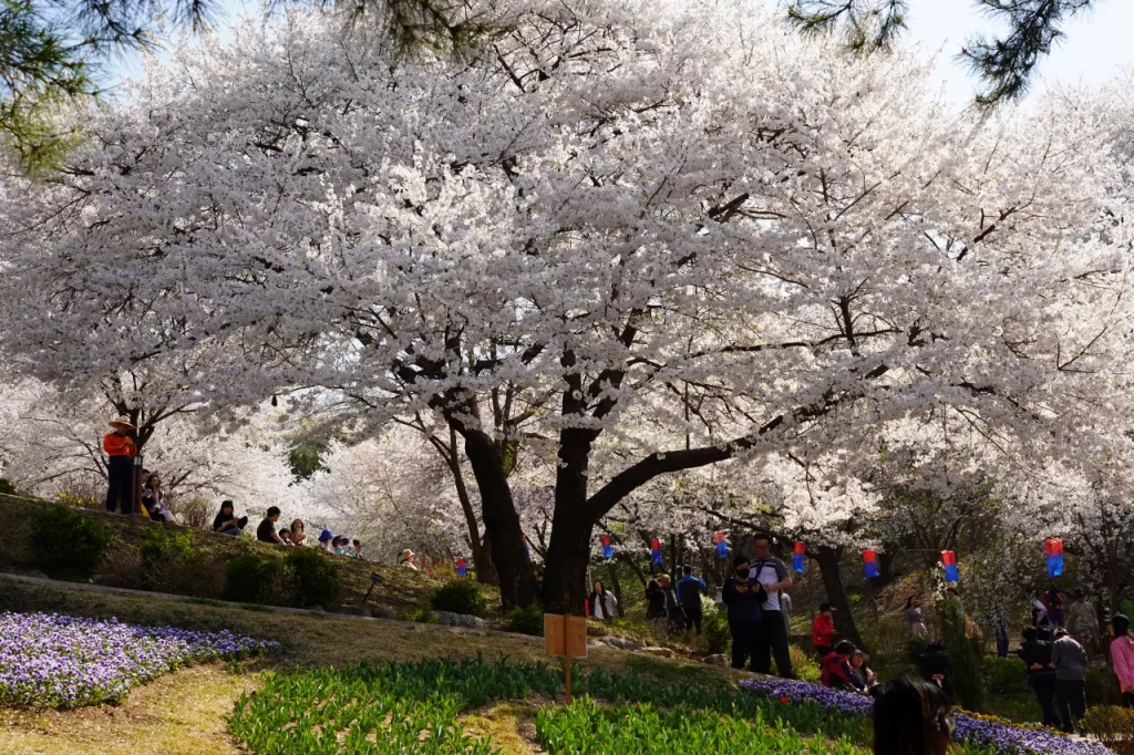 Magnolia Blooming Festival 